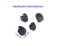 Neolloydia matehualensis.jpg